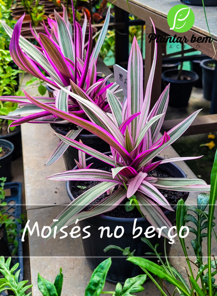 Moisés no berço P14