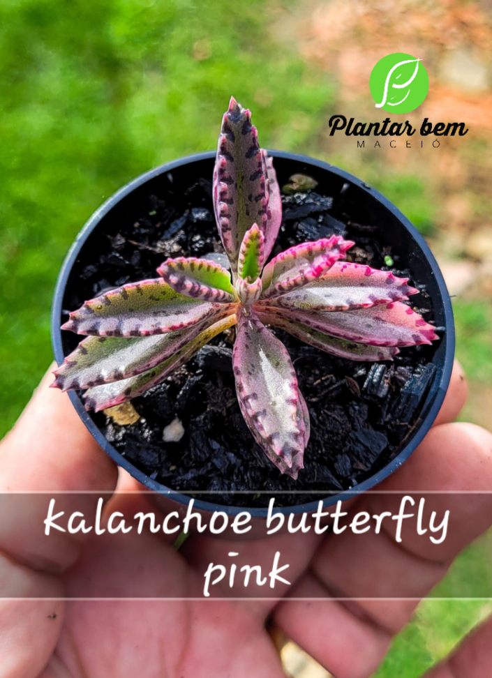 Kalanchoe Butterfly Pink P06 - #2