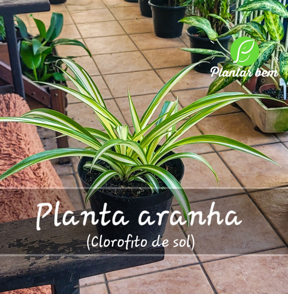 Planta aranha (Clorofito de sol) P14