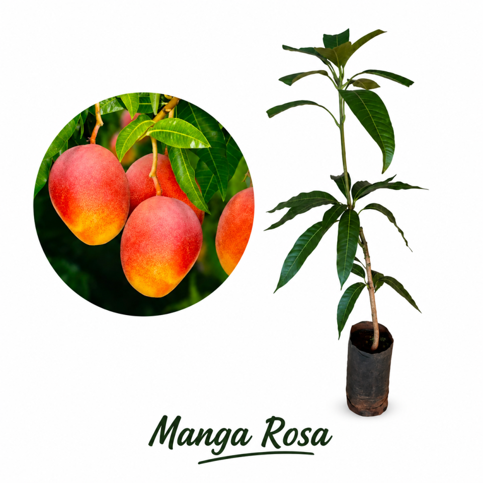 Manga rosa - Enxertada