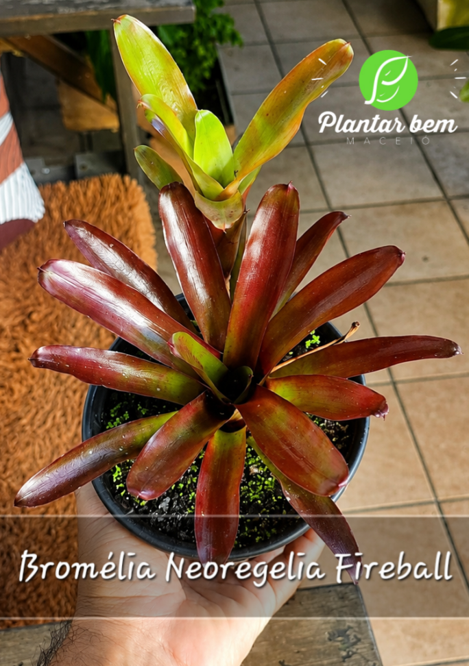 Bromélia Neoregelia Fireball P15