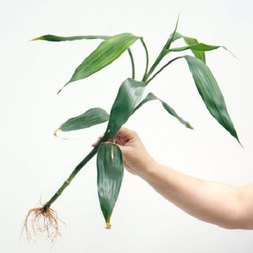 Bambu da sorte-  Haste raízes nua - #2