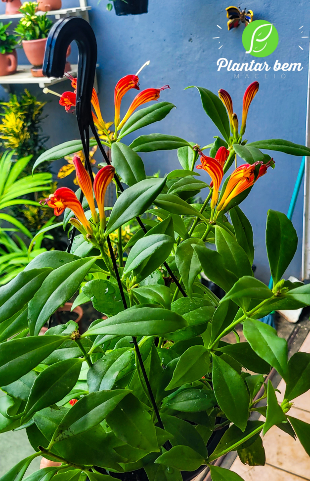 Columéia dragão C25 - #2