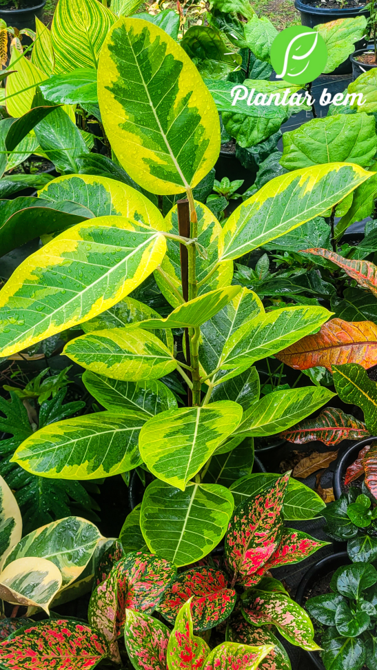 Ficus elástica altíssima P27 - #2