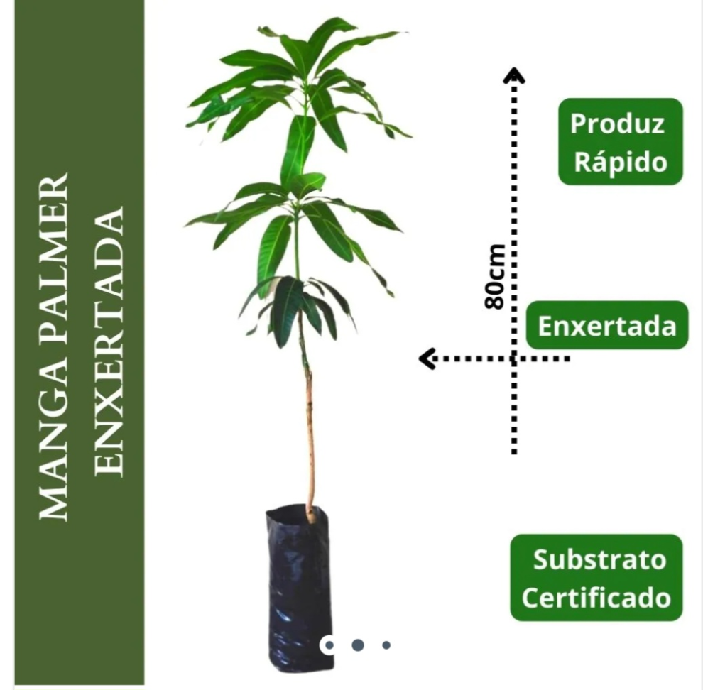 Manga Palmer (saquinho) - #2