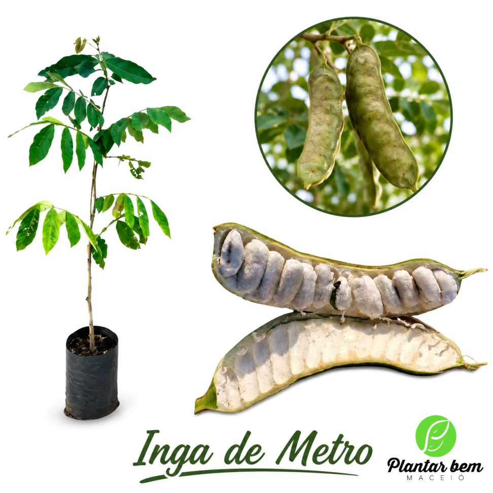 Inga de Metro