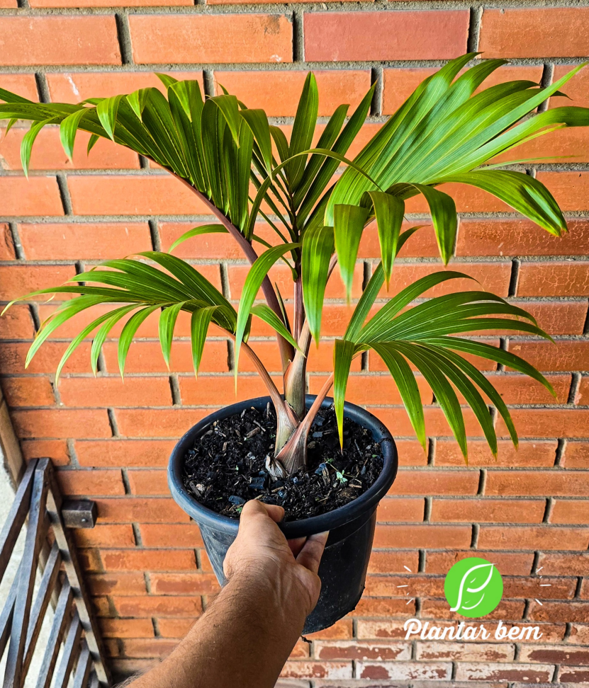 Palmeira Garrafa P25 - #2