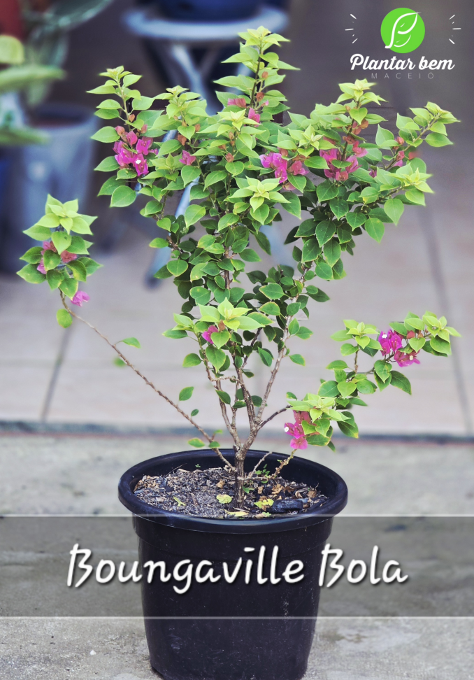 Boungaville Bola P27 - Rosa