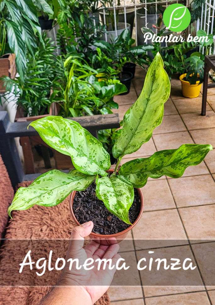 Aglaonema cinza P14