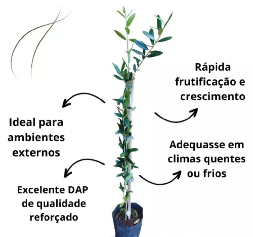 Graviola gigante G