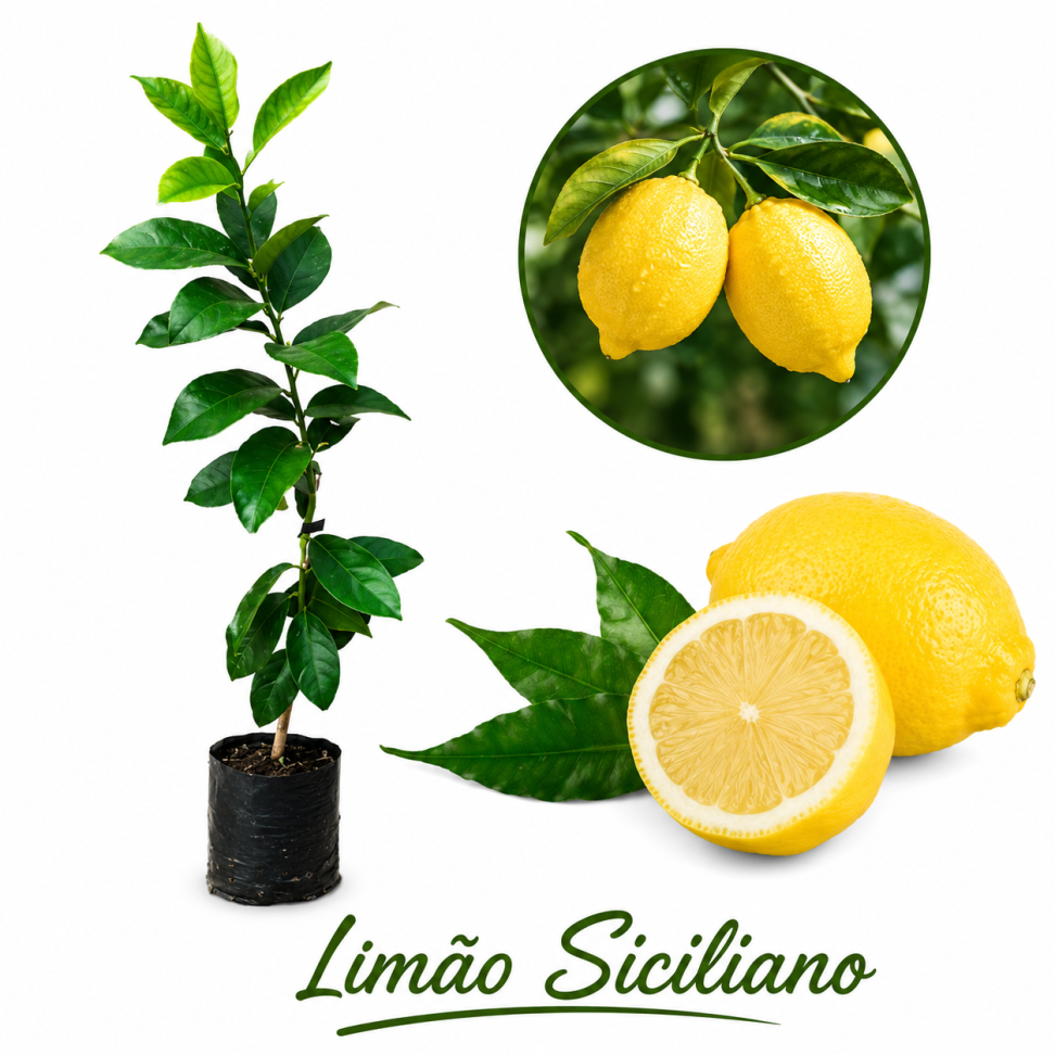 Limão Siciliano Enxertado