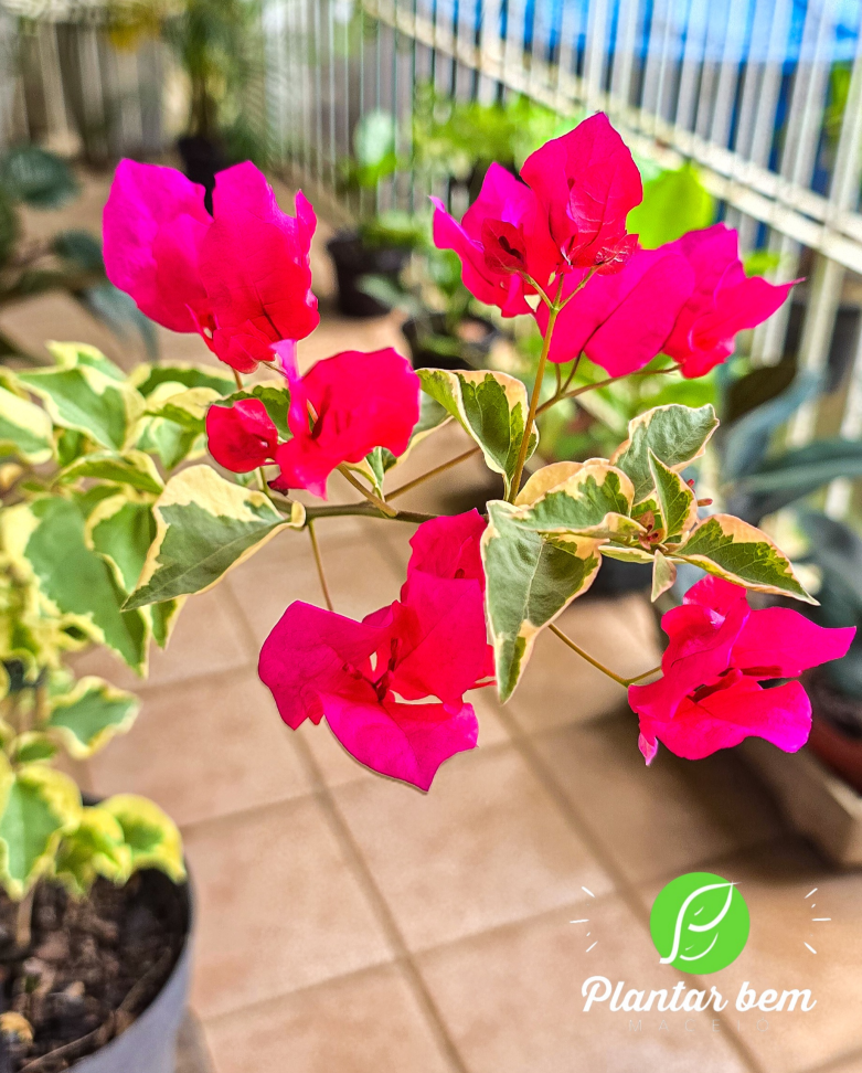 Boungaville variegata- Rosa choque P17 - #2