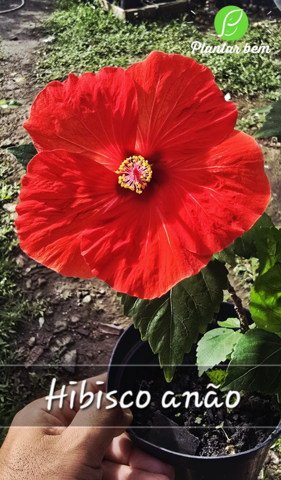 Hibisco Anão- Vermelho P17