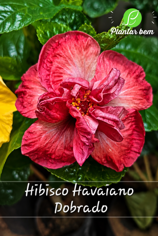 Hibisco Havaiano Dobrado - Rosa