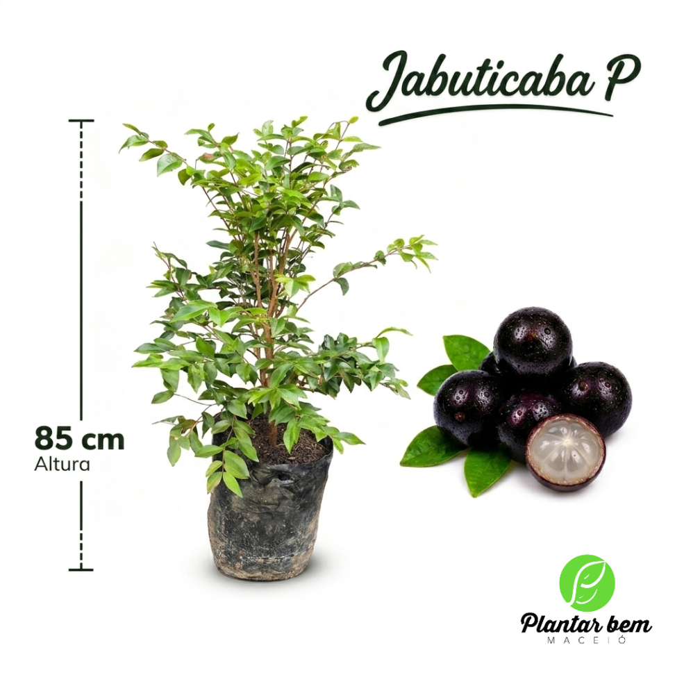 Jabuticaba híbrida P (85 cm) - Alporquia
