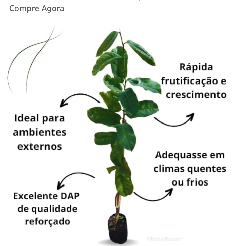 Graviola gigante G (saquinho) - #3