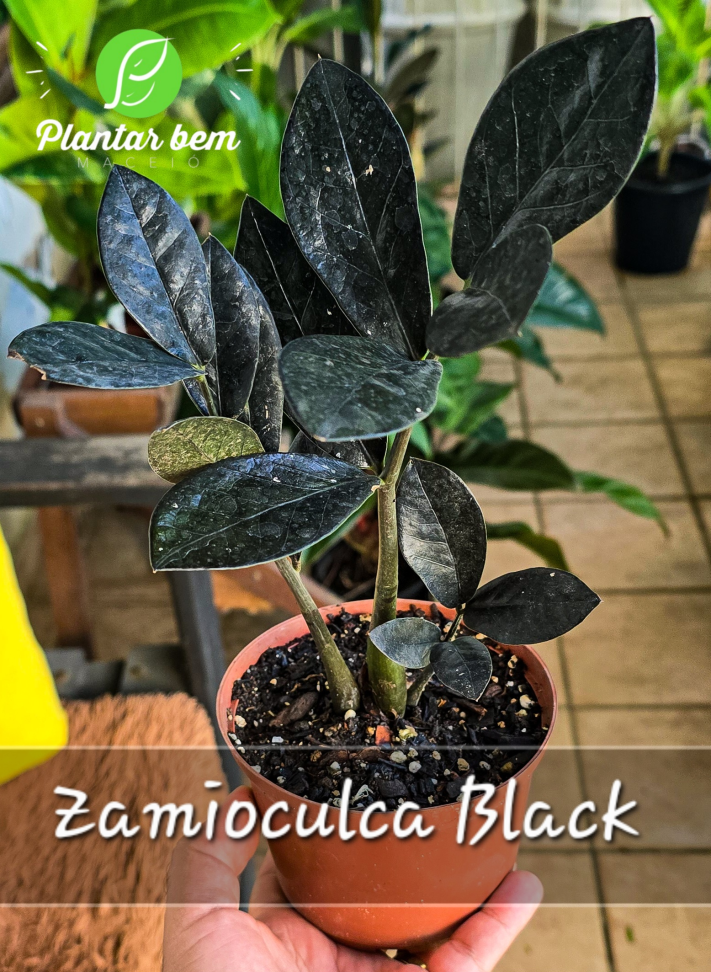 Zamioculca Black P13