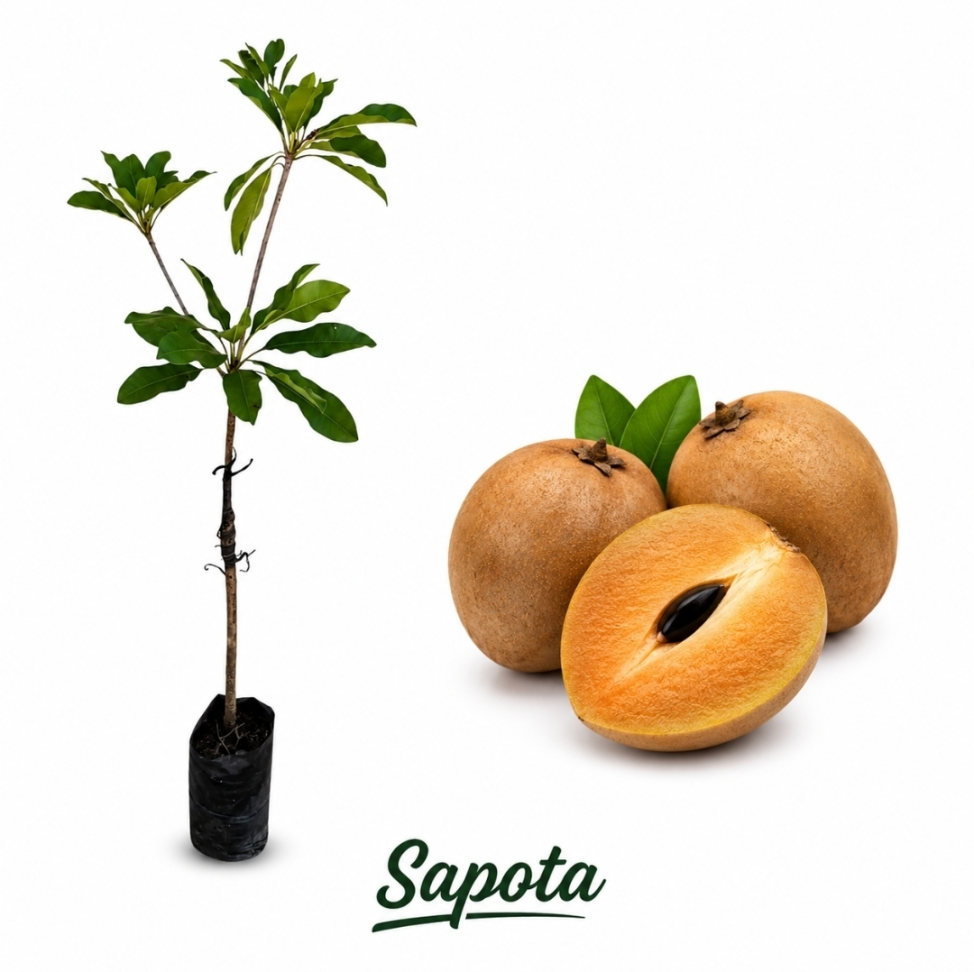Sapota - Enxertada