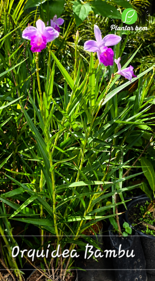 Orquídea Bambu