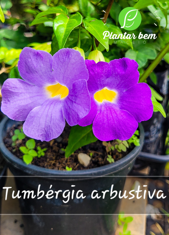Tumbérgia arbustiva - Roxa P15 - #2