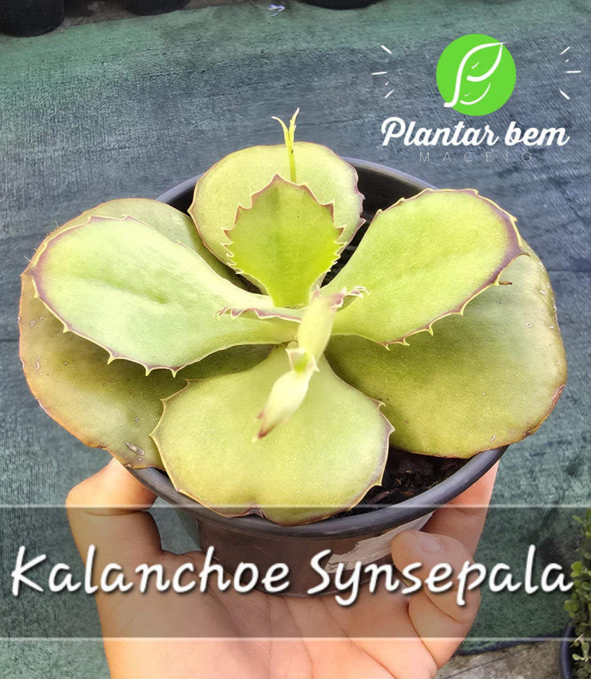 Kalanchoe synsepala P15