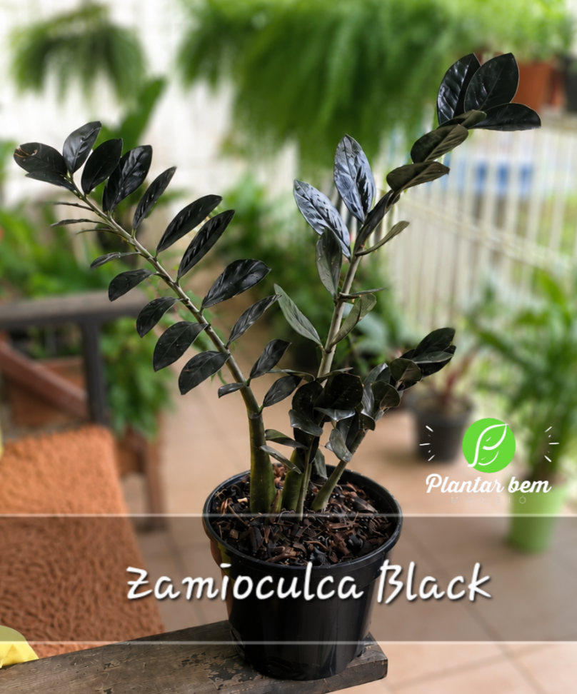 Zamioculca Black P17