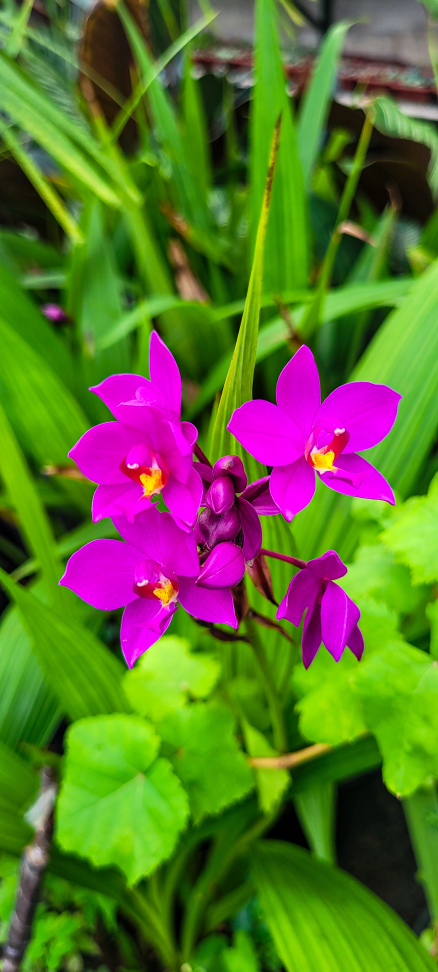 Orquídea Grapete P14 - #2