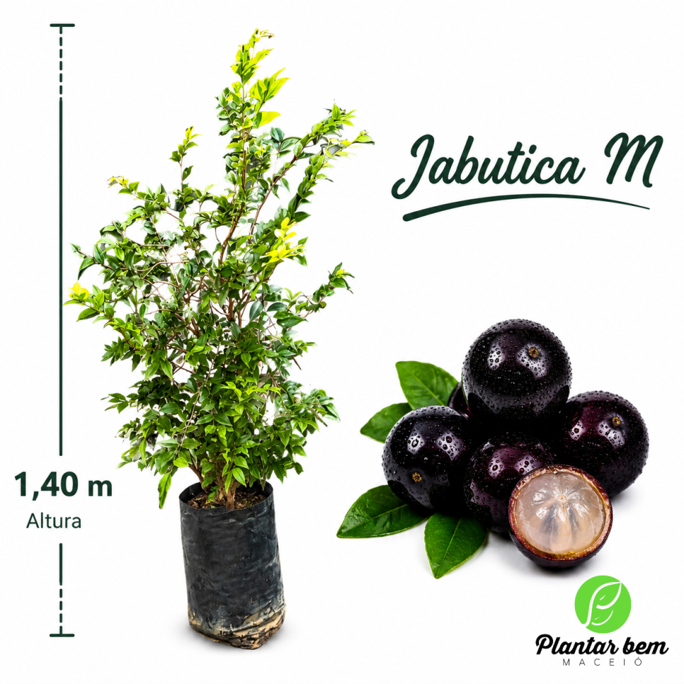 Jabuticaba híbrida M (1,40 m) - Alporquia (Produzindo)