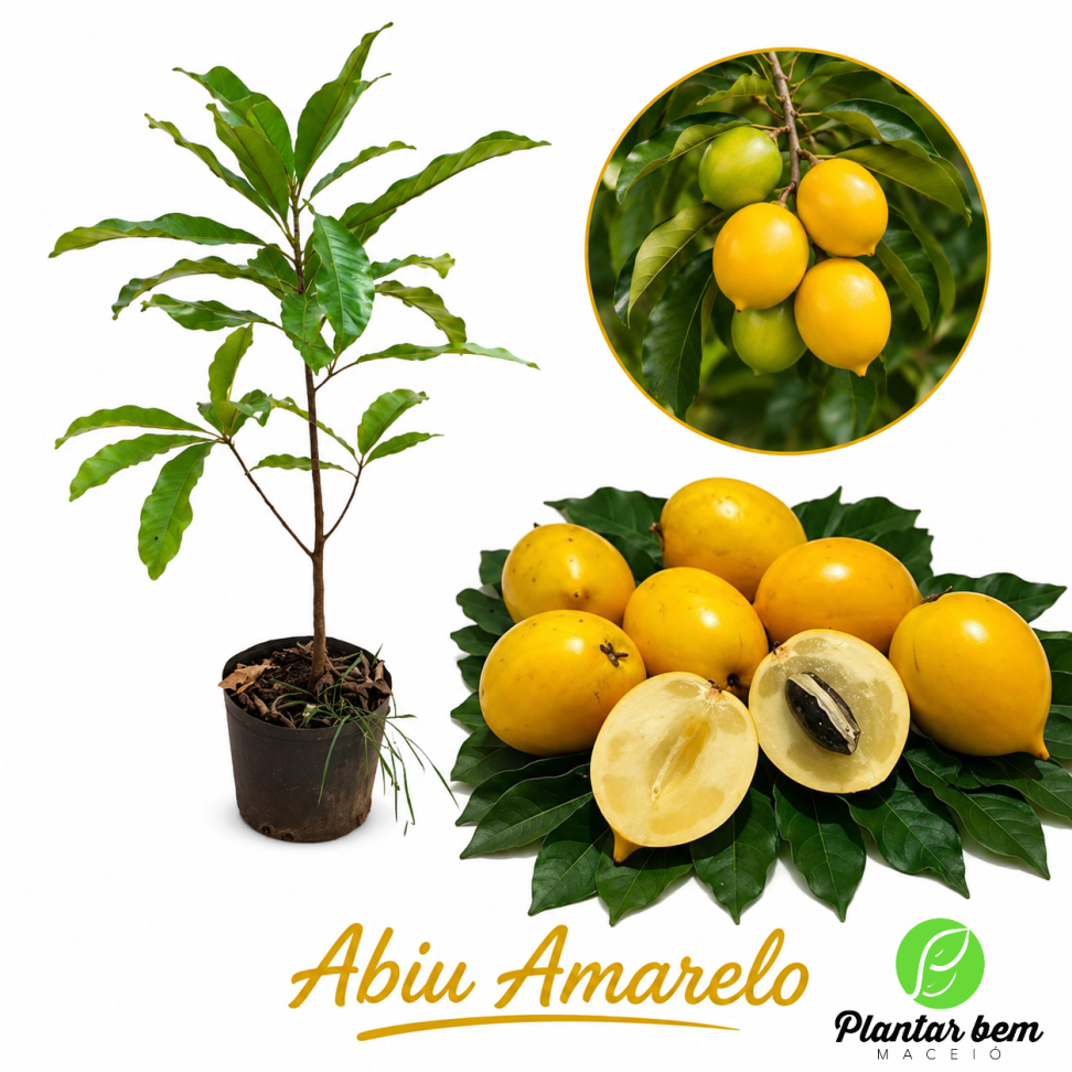 Abiu amarelo