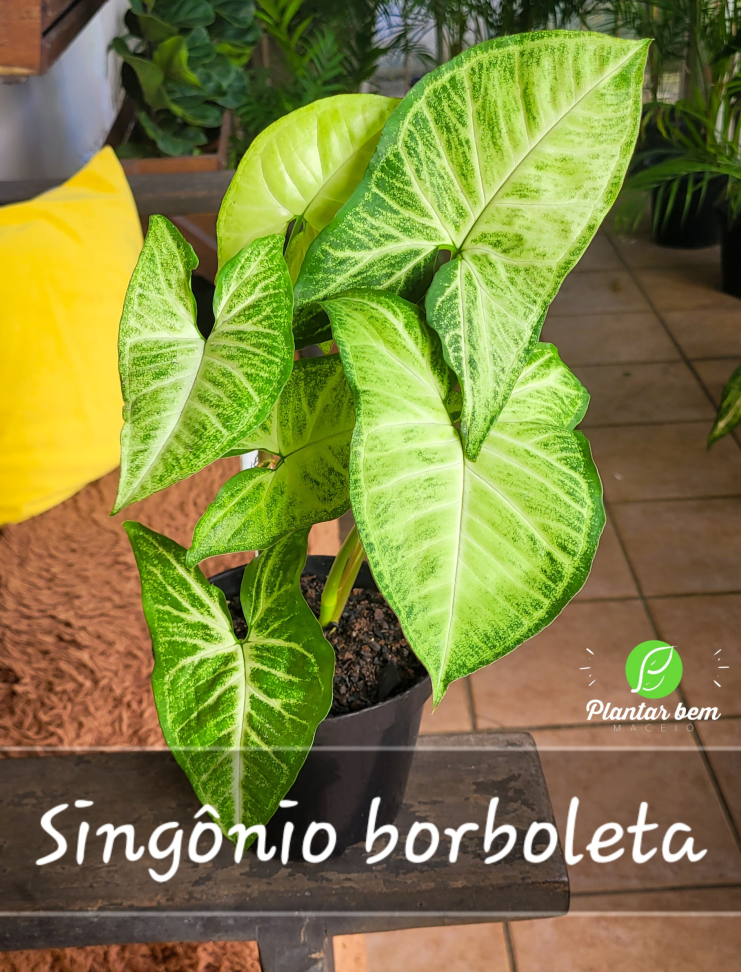 Singônio borboleta P14