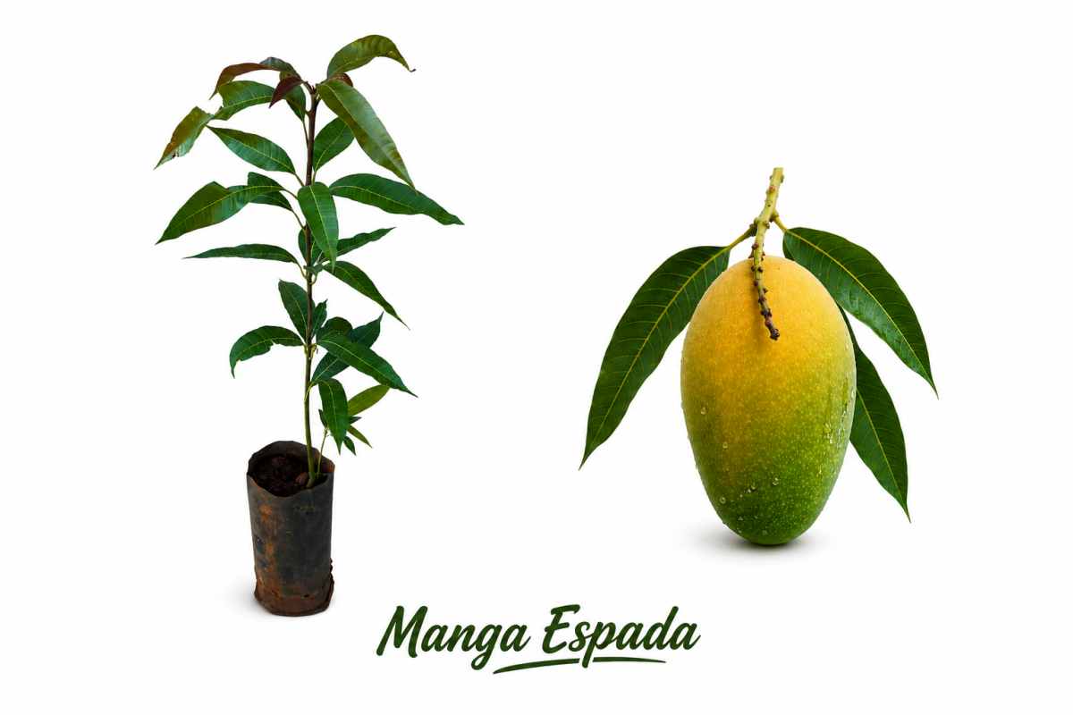 Manga espada enxertada