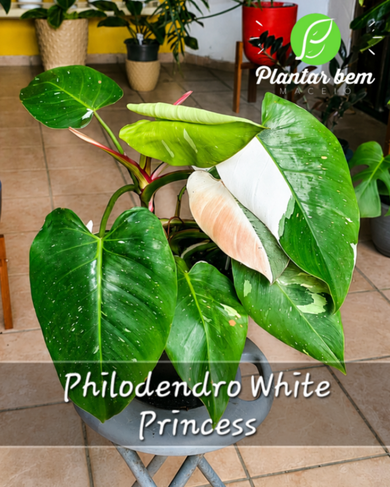 Philodendro white princess P27