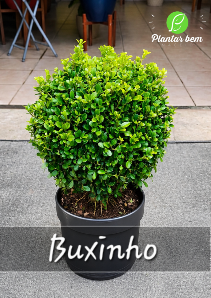 Buxinho M