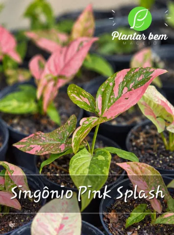 Singônio Pink Splash P11