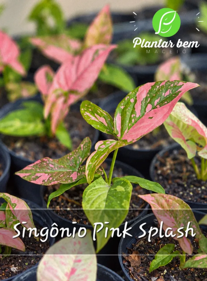 Singônio Pink Splash P11 - #1