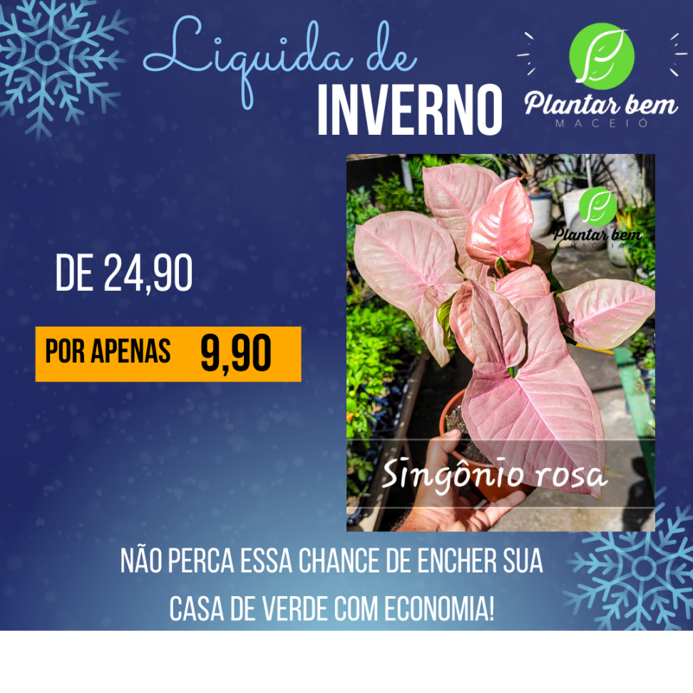 Singônio rosa P14