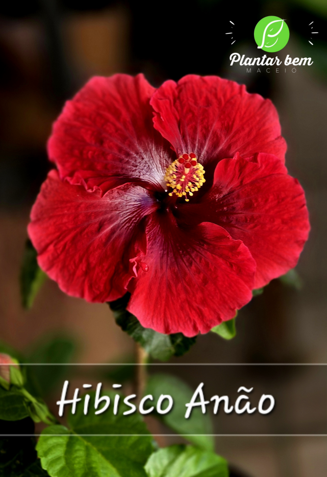 Hibisco Anão- Vermelho com Rosa P17