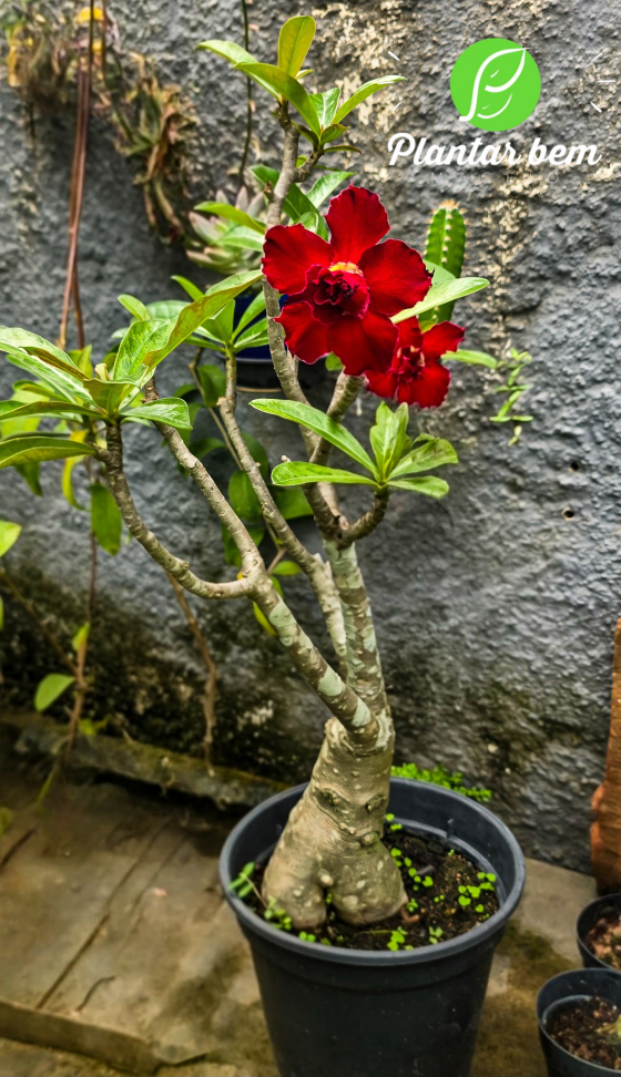 Rosa do deserto - vermelha dobrada P20 - #2