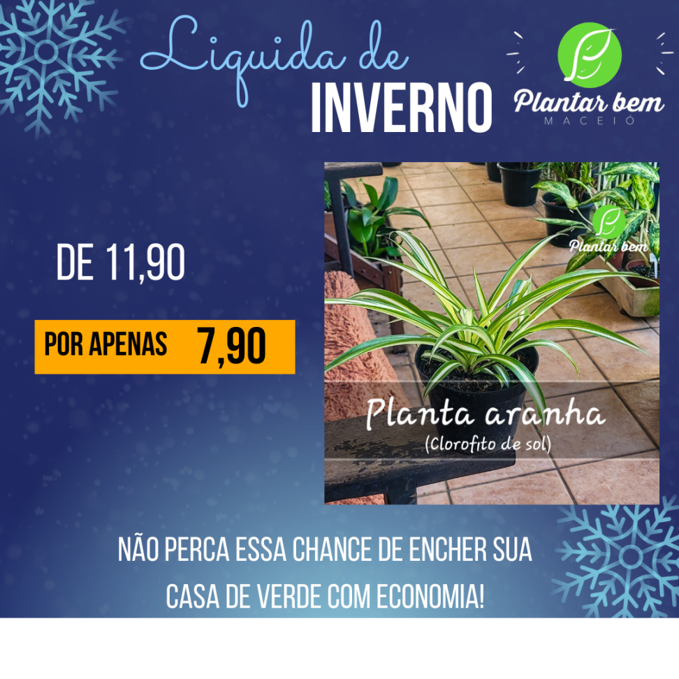 Planta aranha (Clorofito de sol) P14