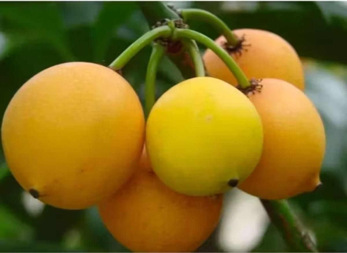 Bacupari (saquinho) - #2