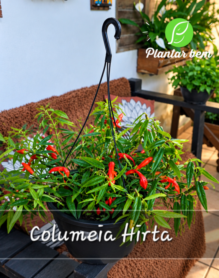 Columeia Hirta C21