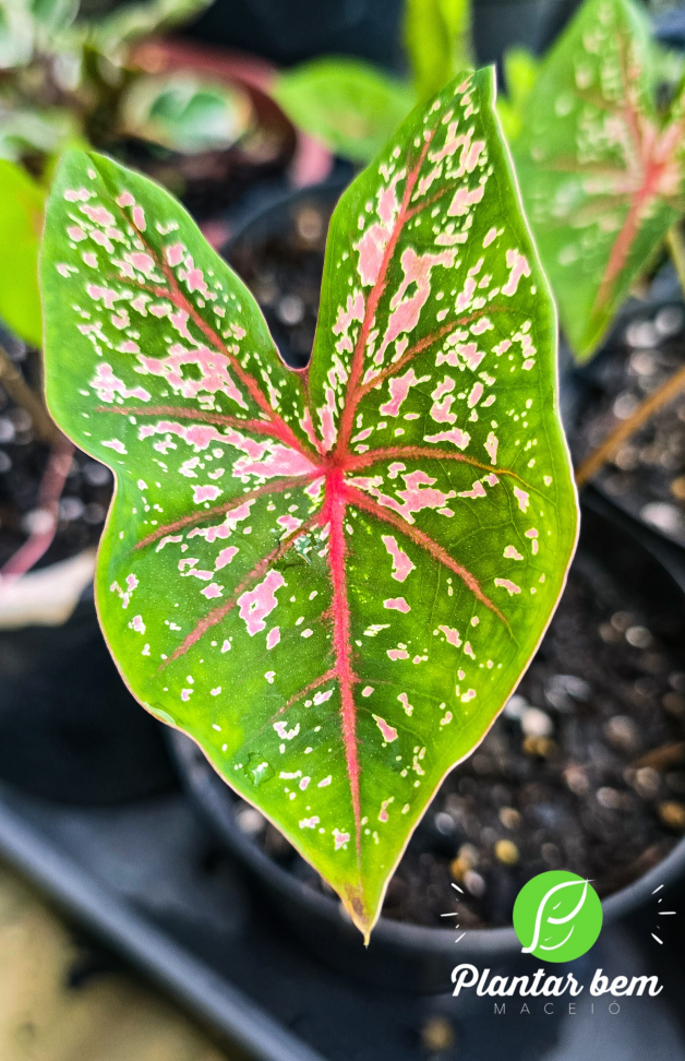 Caladium beauty rosa P14 - #2