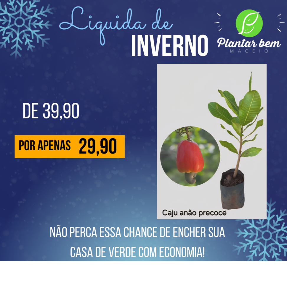 Caju anão precoce vermelho - Enxertado