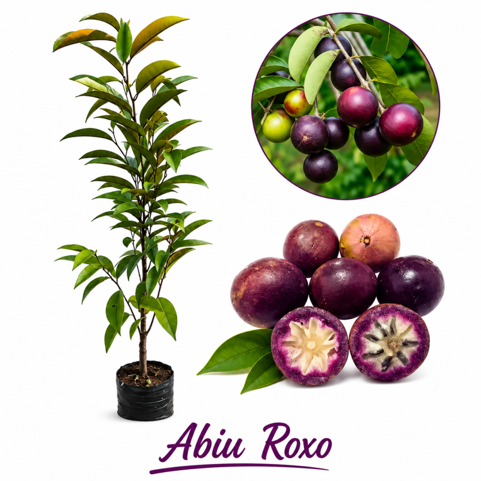 Abiu roxo