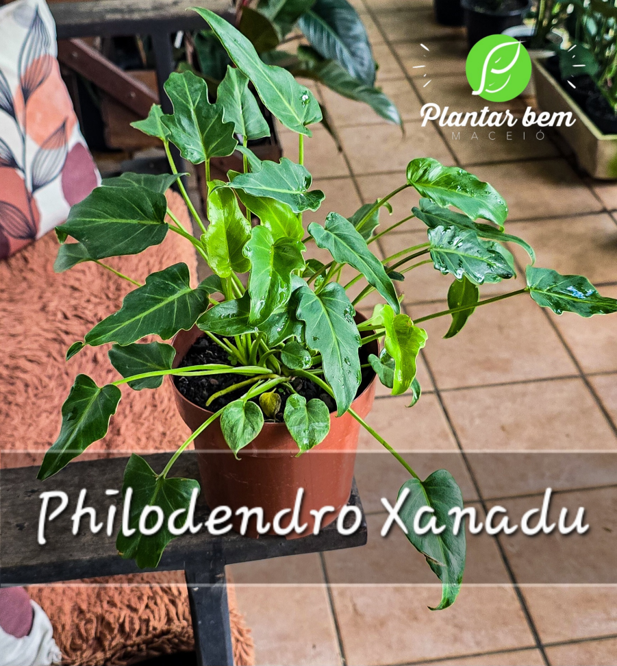 Philodendro Xanadu P17