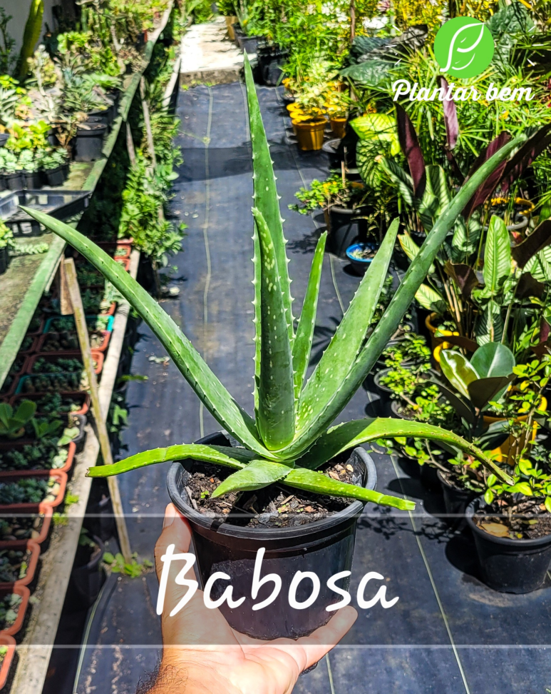 Babosa P14
