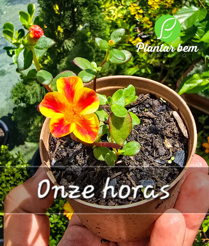 Onze horas - Amarela com vermelho P09