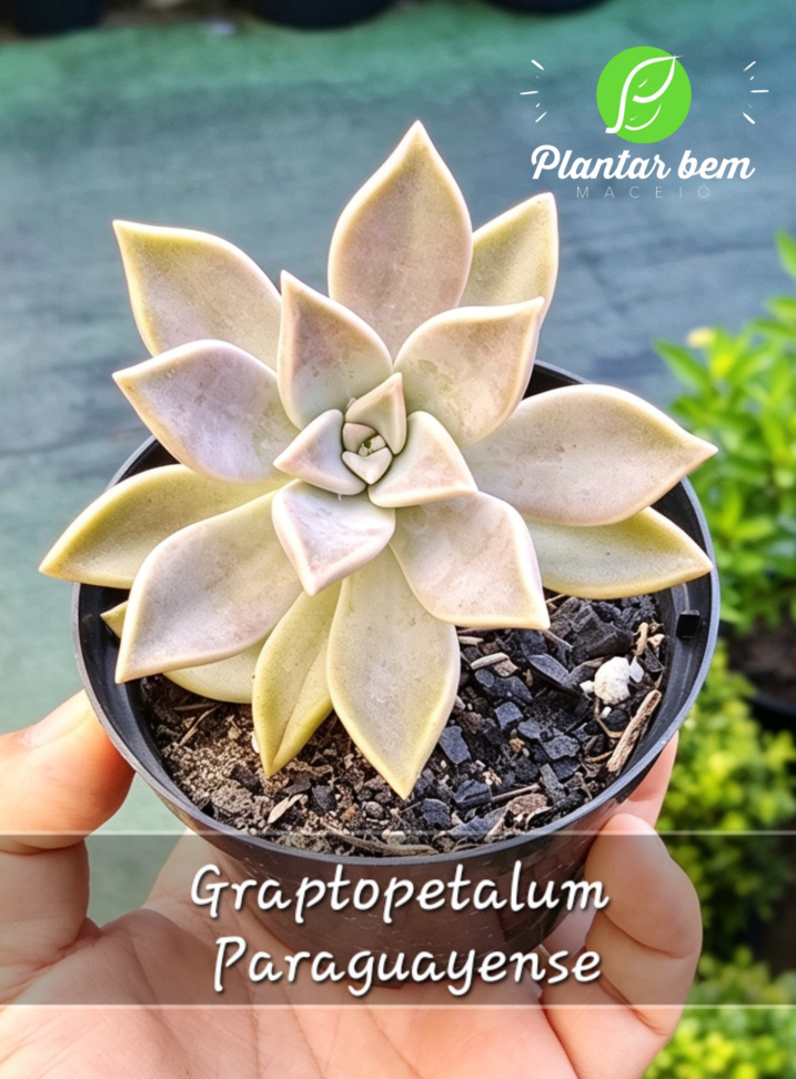 graptopetalum paraguayense P11