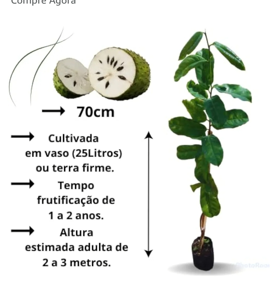 Graviola gigante G (saquinho) - #2