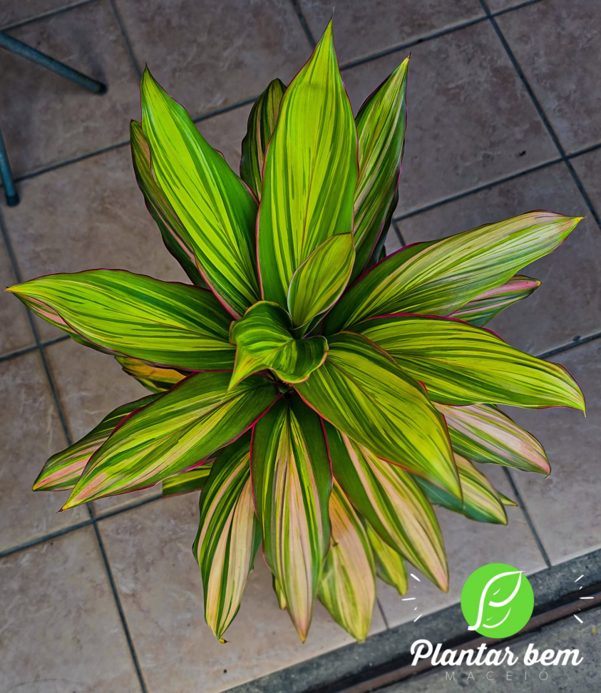 Cordyline Kiwi P25 - #2